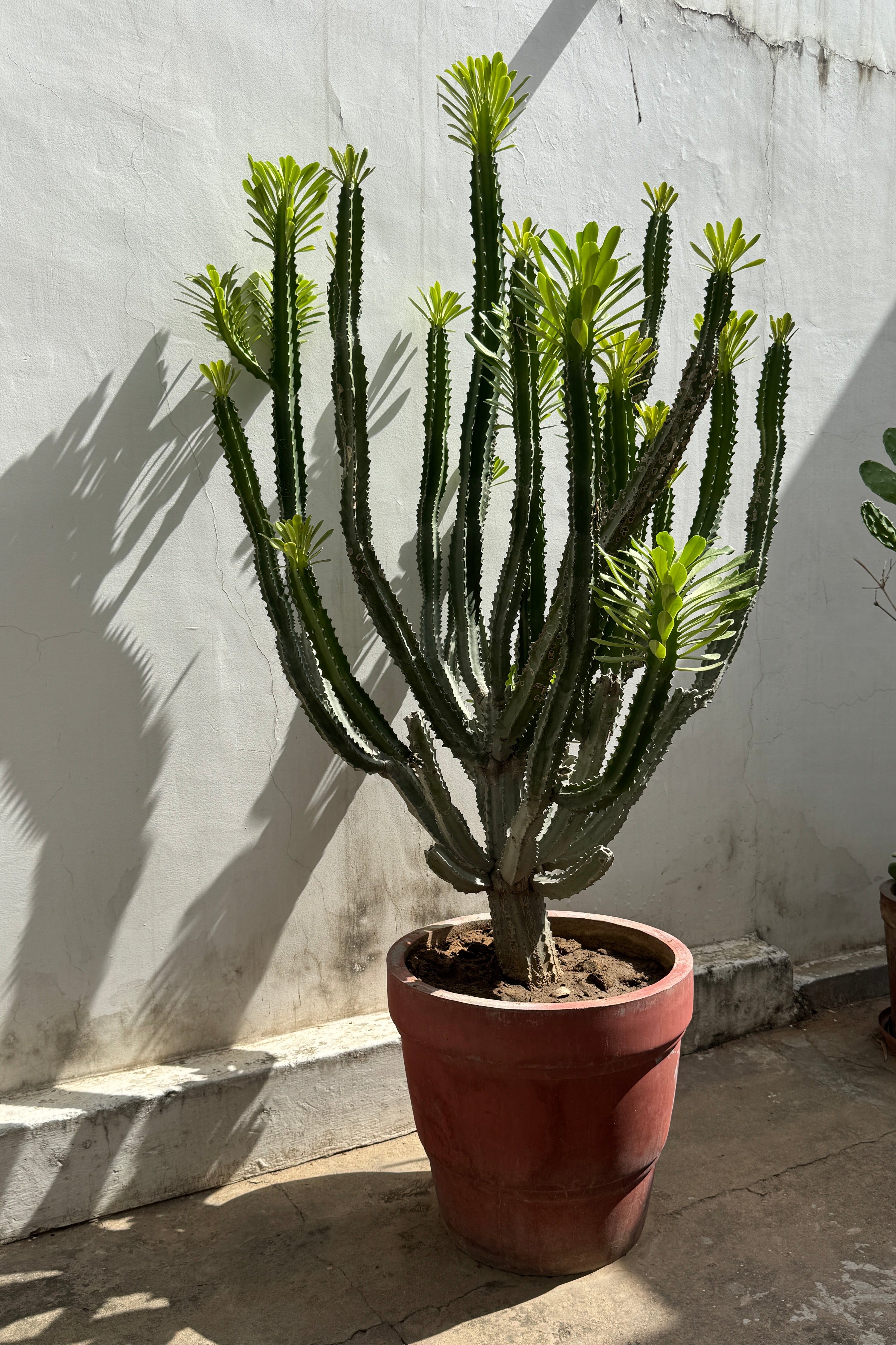 A tall green succulent cactus plant with branching columns, potted in a reddish-brown terracotta pot, set against a white stucco wall with strong sunlight and shadows.