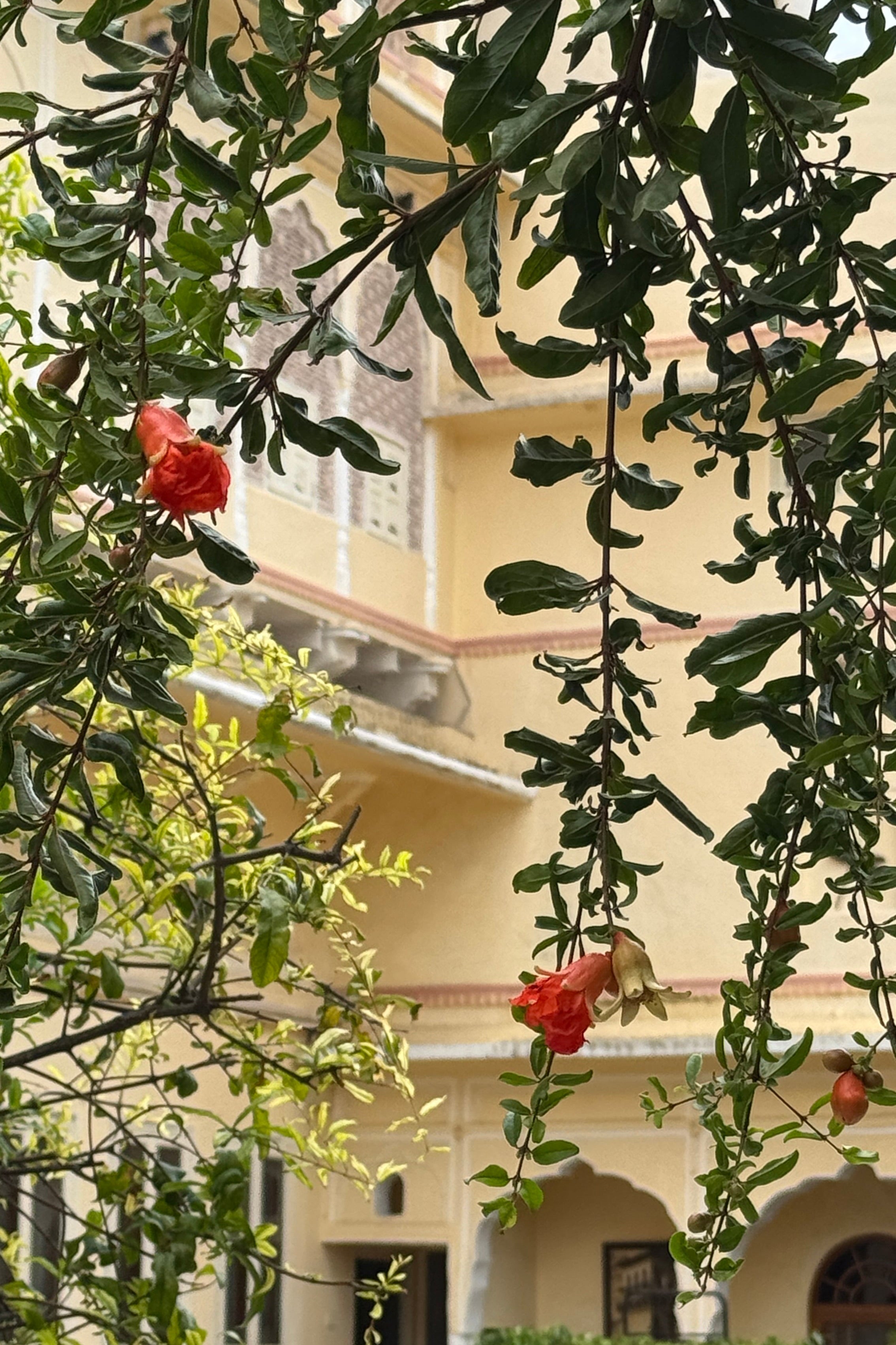 A scenic view of a traditional Indian courtyard framed by hanging pomegranate branches with green leaves and bright red flowers, with a yellow building in the background.