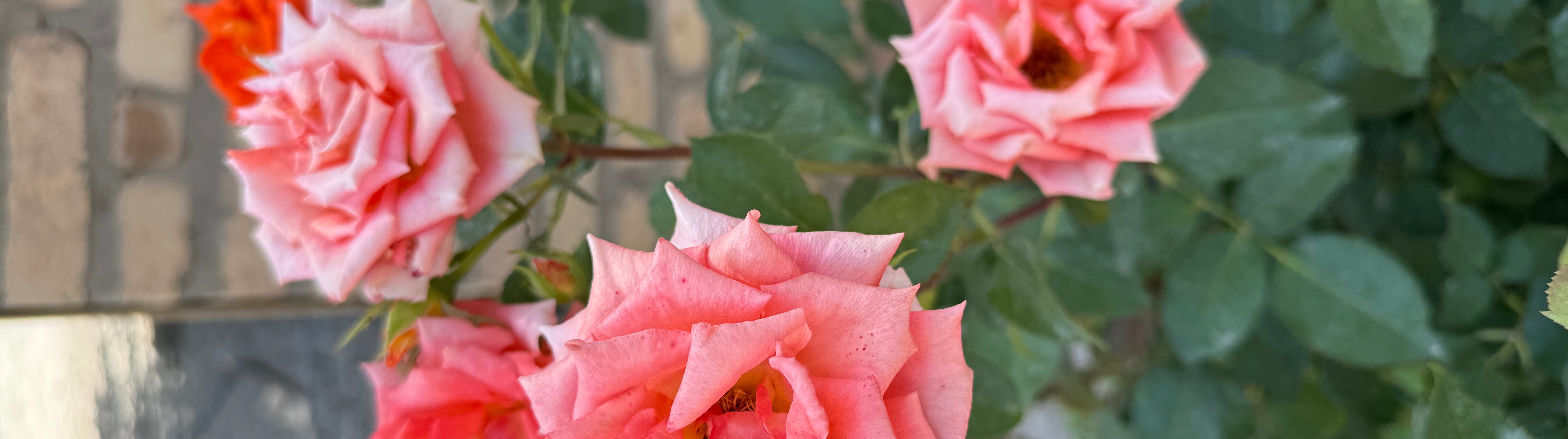 Bibi Rose Print